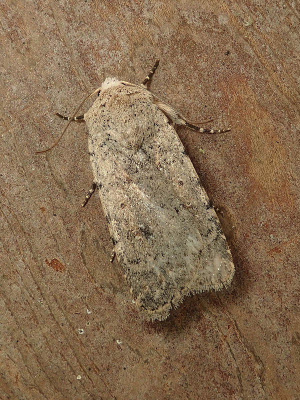 Noctuidae: Caradrina sp.